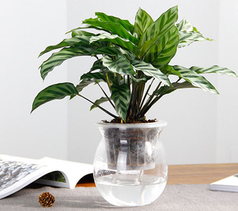 解锁海曙花卉租摆方案，感受花卉独特风情